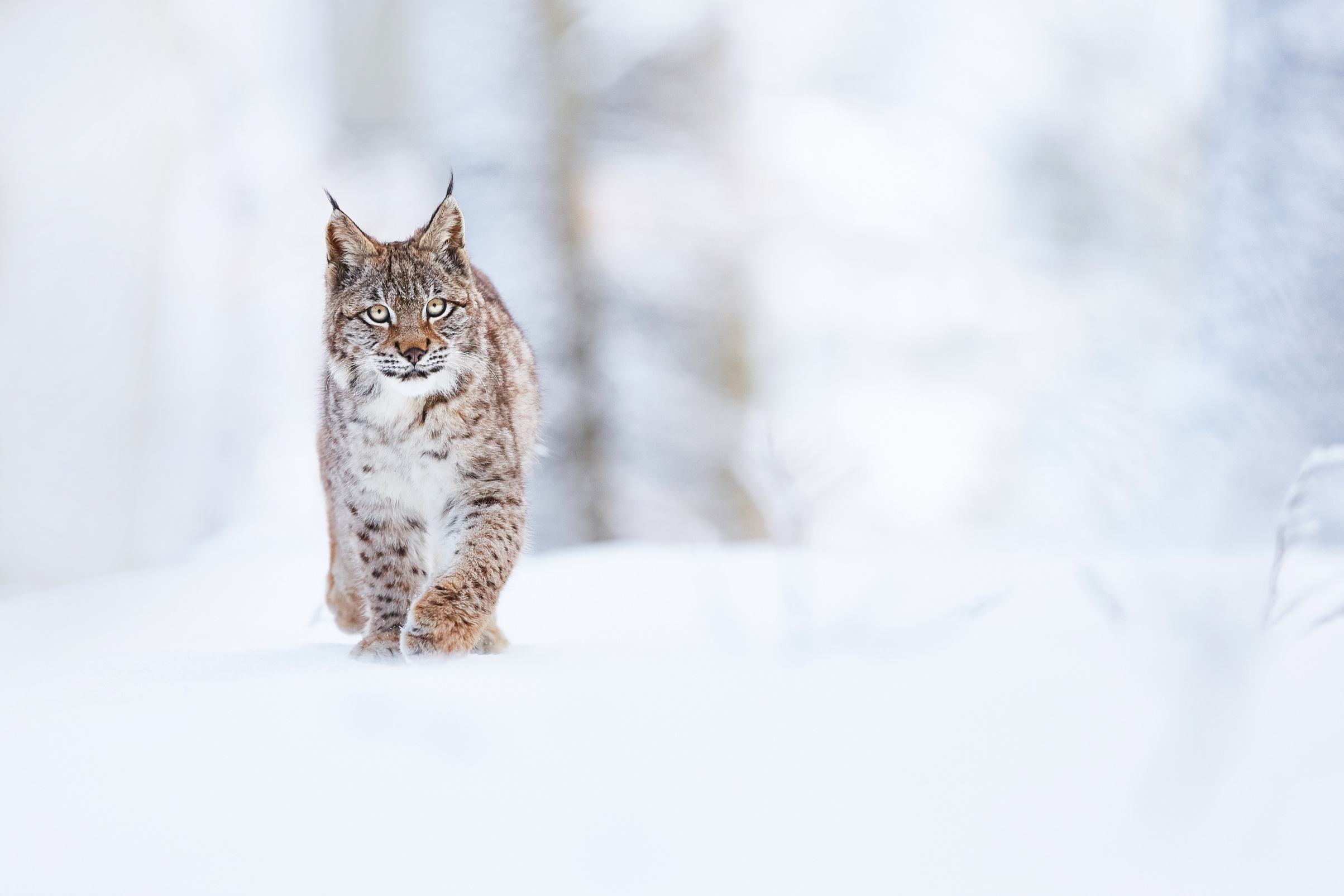 Kansas Linemen Rescue Frozen Bobcat and Kitten from Power Pole During Winter Storm Image