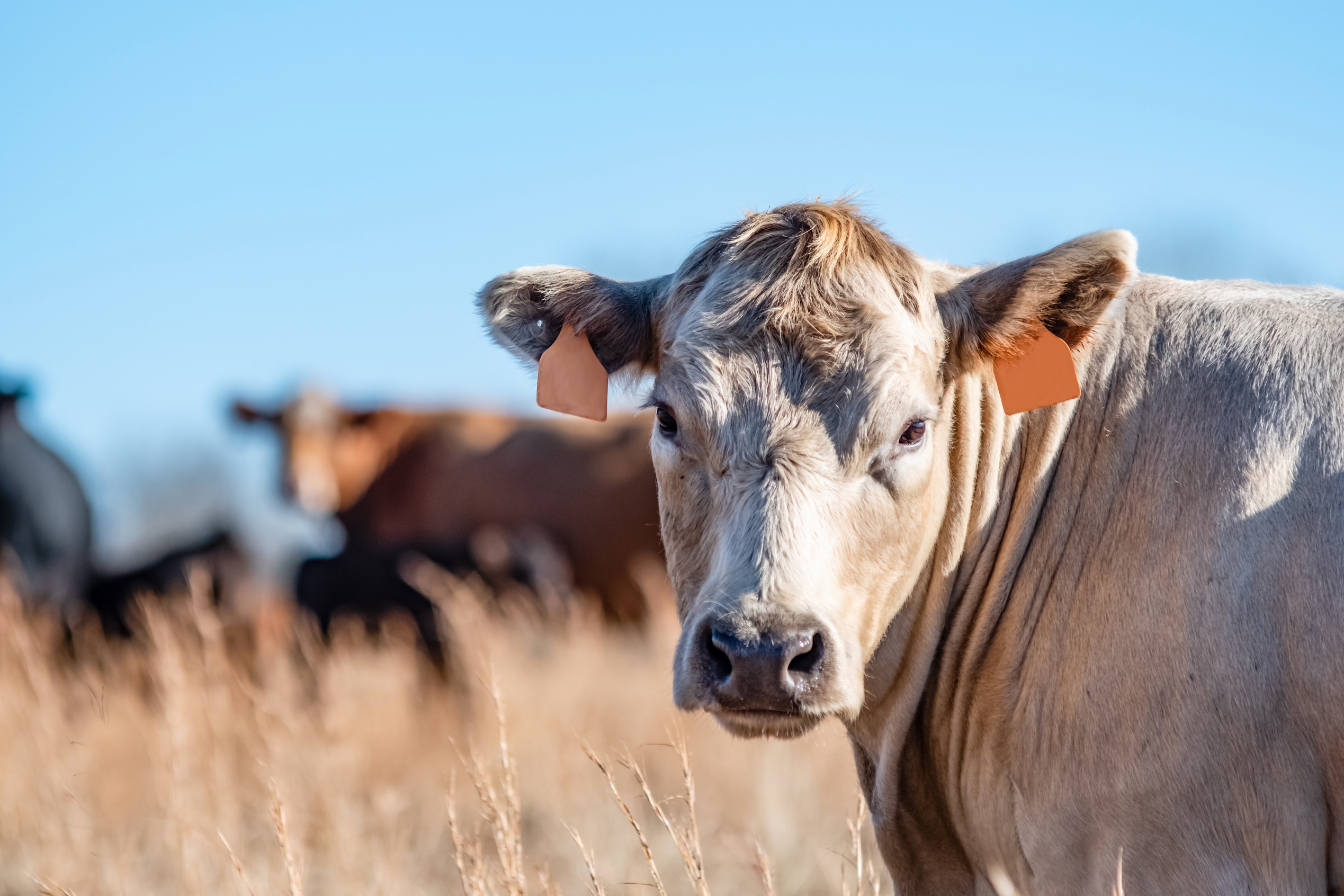 Beef Prices Surge as U.S. Cattle Herd Shrinks: Impact on Consumers and Market Trends